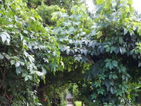 Villa Letuga