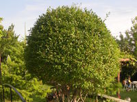 Villa Letuga