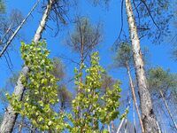 Вила При кмета