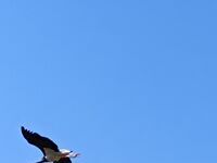 Вила При кмета