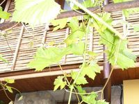 Guest house Denitsa