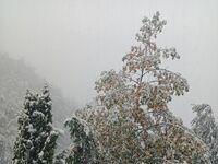 Вилла Тони