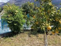 Villa for rent Lemon Tree Garden