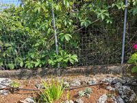 Villa for rent Lemon Tree Garden