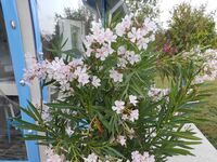 Вила под наем Леванти