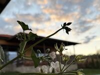 Комплекс Поп Грую Бански