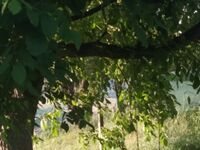 Стаи за гости Хармония