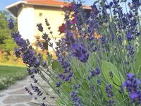 Guest house Roza