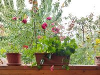 Вила под наем МарИви
