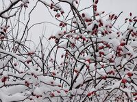 Стаи под наем Божура