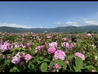 Къща за гости Алтъна