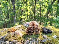 Къща за гости Майстор Никола Гогов